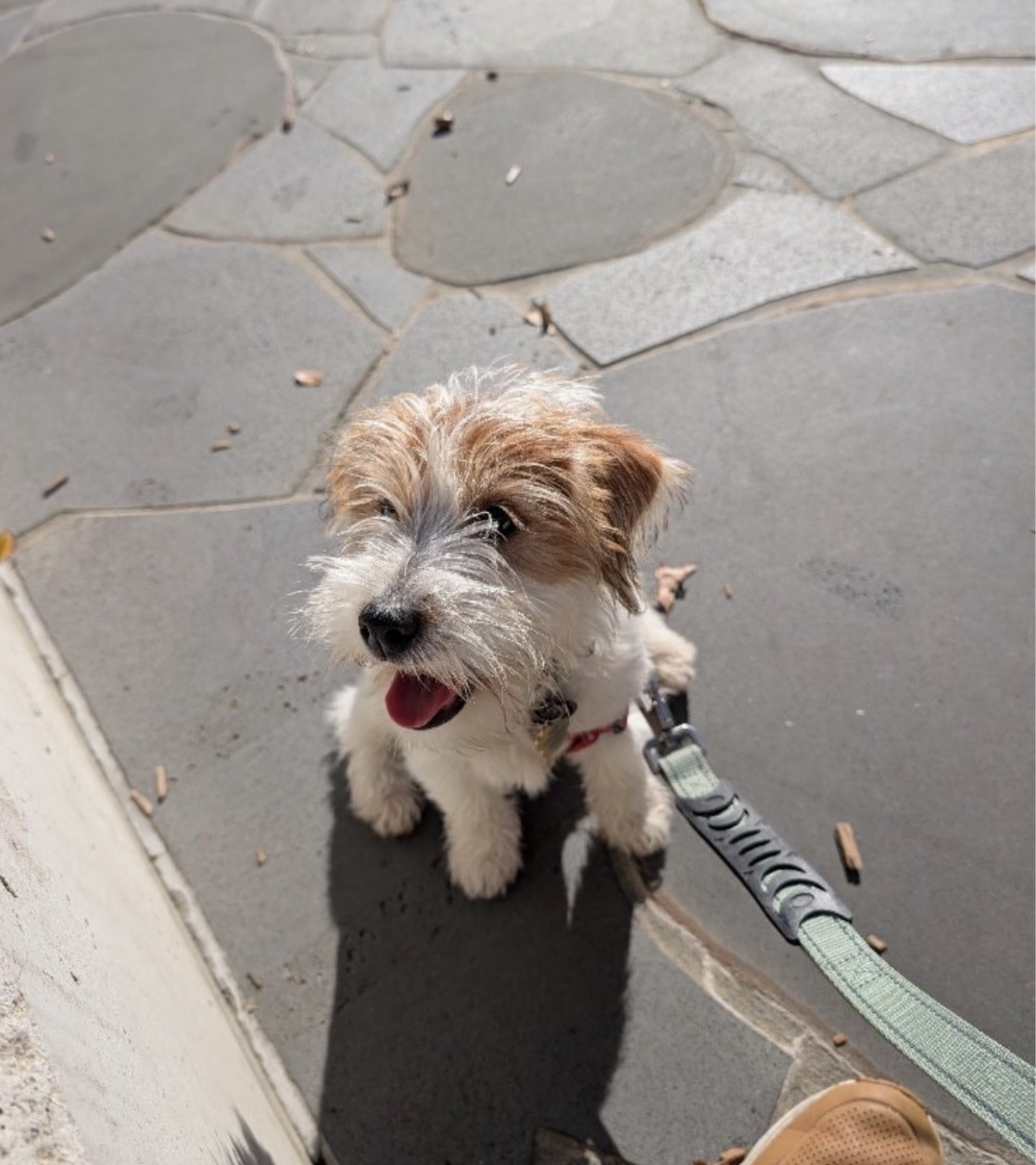 Zola, a fluffy puppy with her tongue out, on a sunny walk in Australia